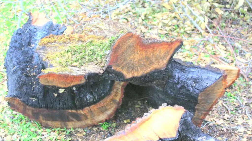 Vlcsnap 2025 03 21 11h24m49s393