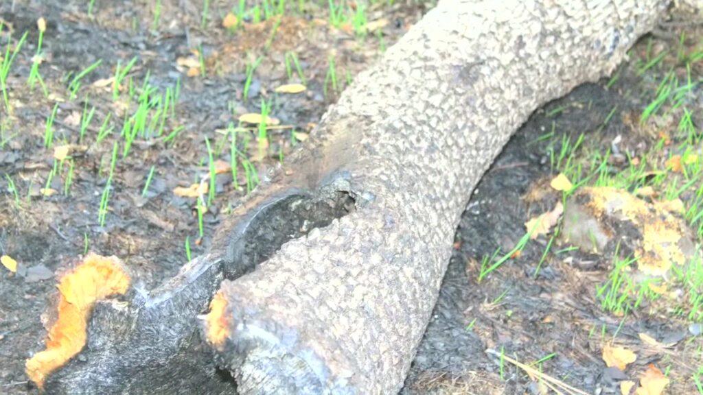 Vlcsnap 2025 03 21 11h26m06s013