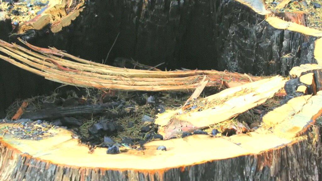 Vlcsnap 2025 03 21 11h26m22s722