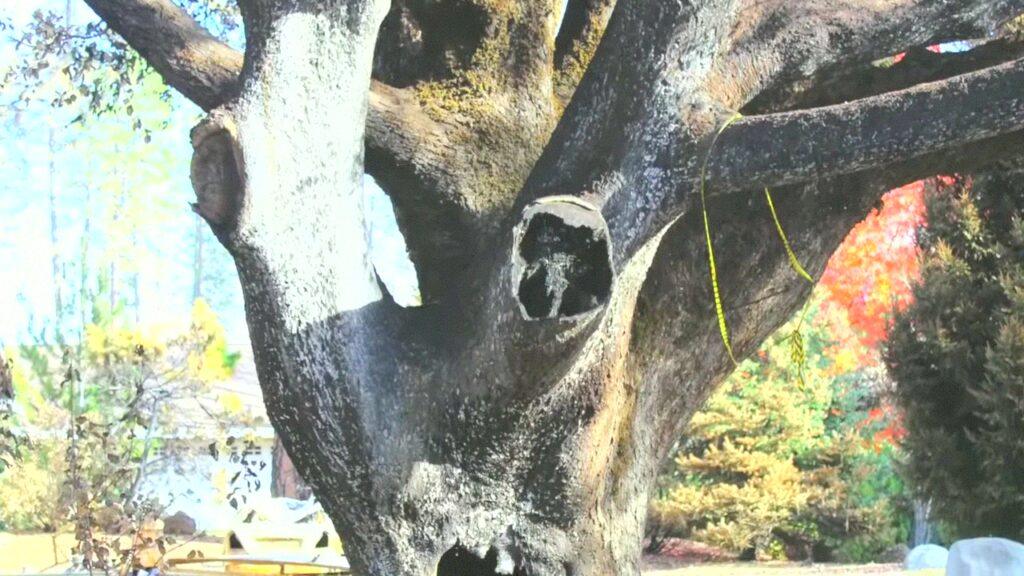 Vlcsnap 2025 03 21 11h27m20s917