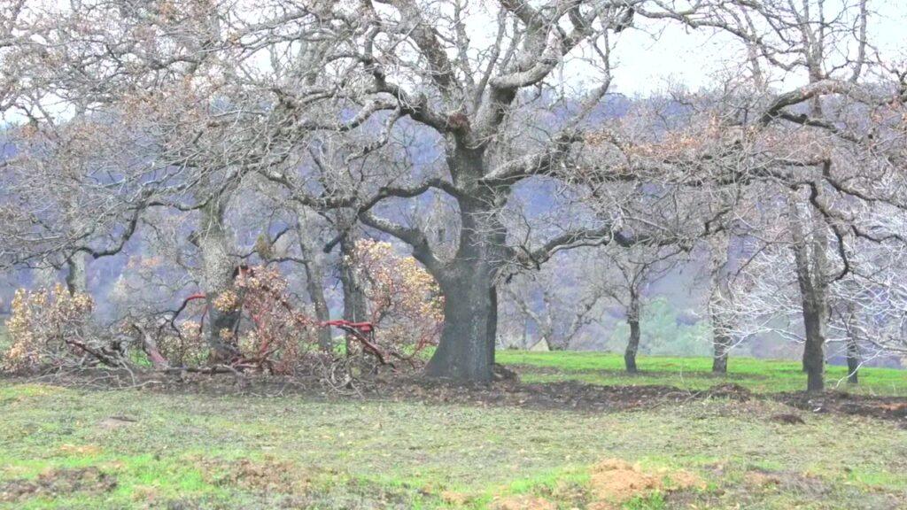 Vlcsnap 2025 03 21 11h28m30s867