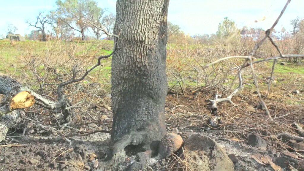 Vlcsnap 2025 03 21 11h29m35s252