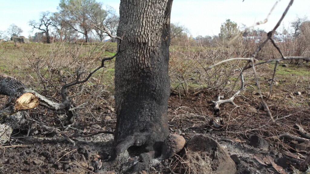 Vlcsnap 2025 03 22 01h52m16s617