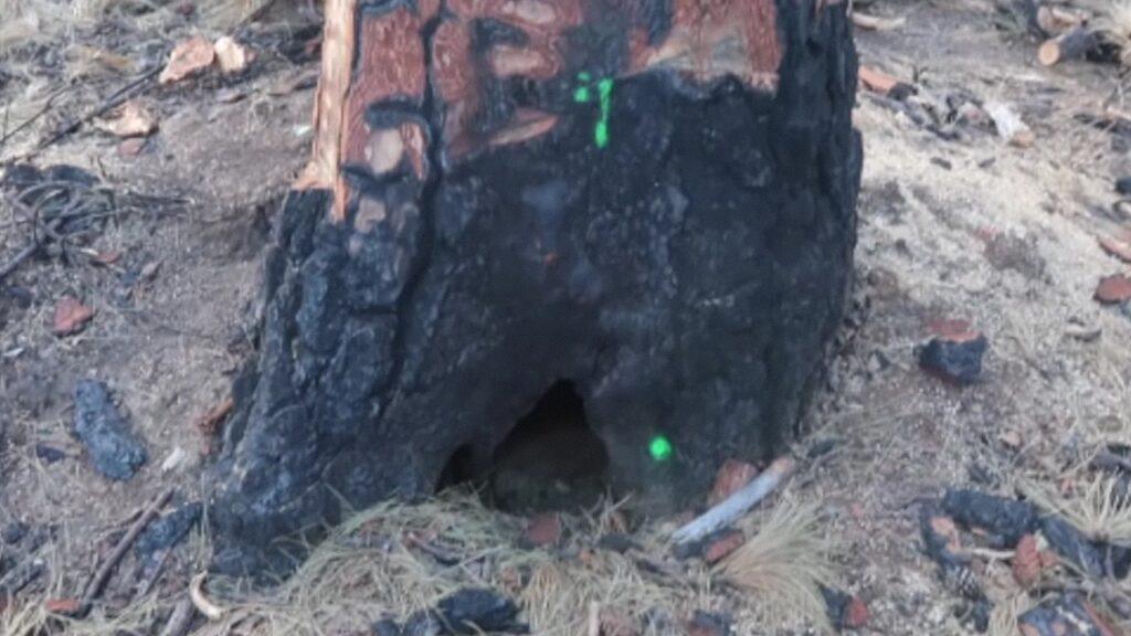 Vlcsnap 2025 03 22 02h31m14s576