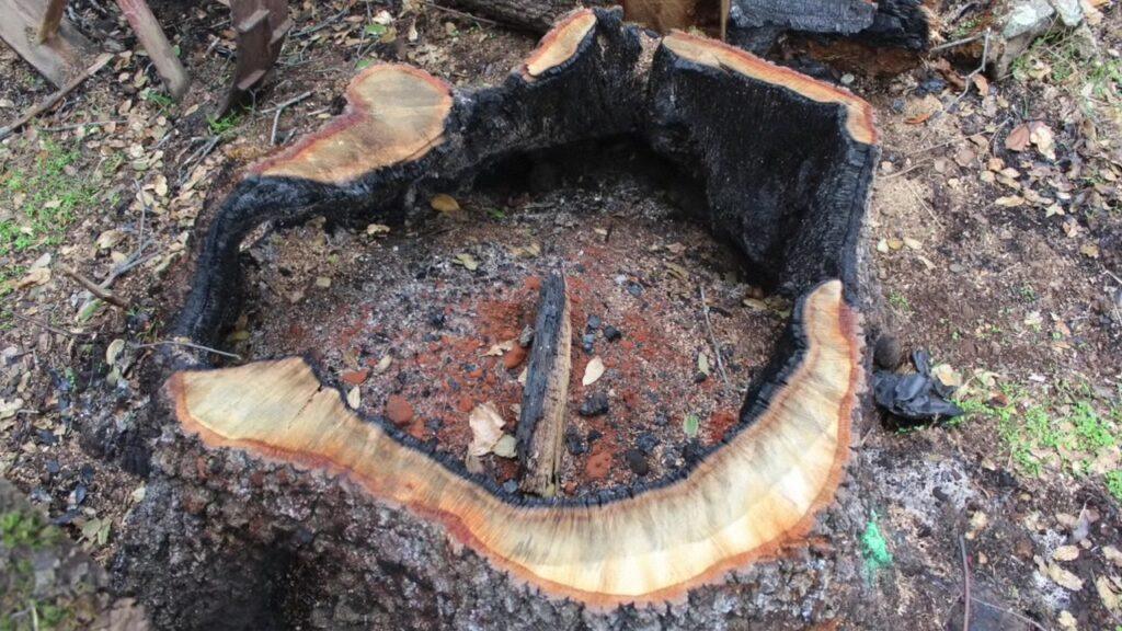 Vlcsnap 2025 03 22 02h31m22s773